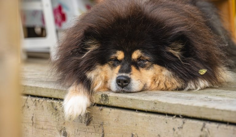 Färre nya hundar registrerades 2025 – lägsta nivån på åtta år