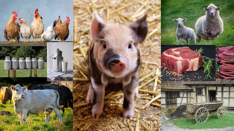 KSLA samlar experter om smittskydd och säker mat