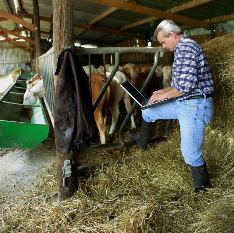 Ny e-tjänst förenklar rapportering av blåtungevaccination