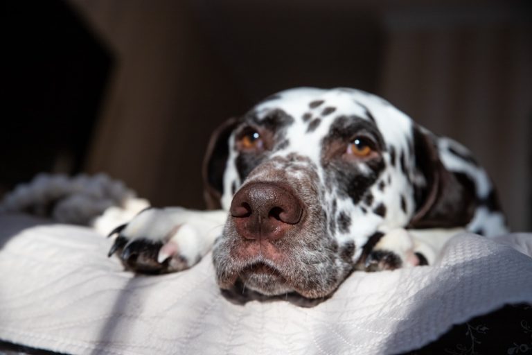 SLU-forskare kartlägger gen bakom smärtsam dvärgväxt hos dalmatiner