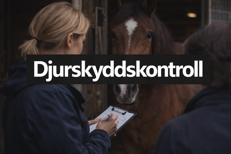 Utreder djurskyddskontrollen: resurser, påverkan och rättssäkerhet i fokus