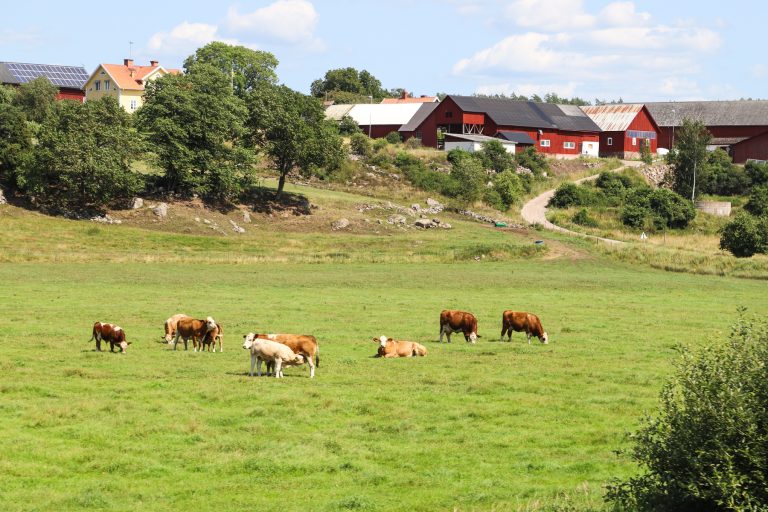 Reproduktionsstörningar avslöjade ny smittspridning av blåtunga