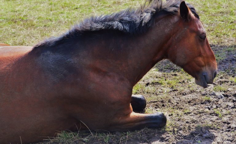 EHV-1 hos tävlingshäst i Halland – hundratals hästar kan ha exponerats