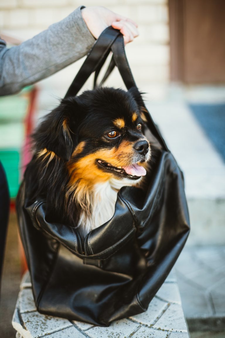 Jordbruksverket varnar: importerade hundar saknar rabies­skydd