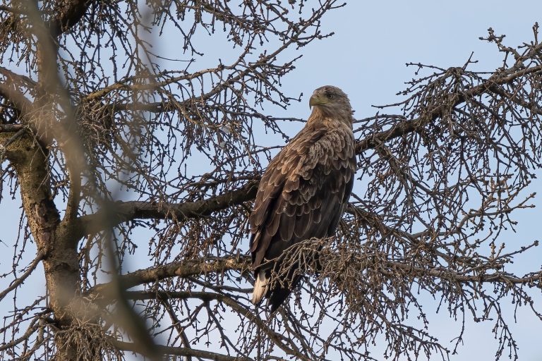 Ny rödlista: 23 procent av Sveriges arter hotade