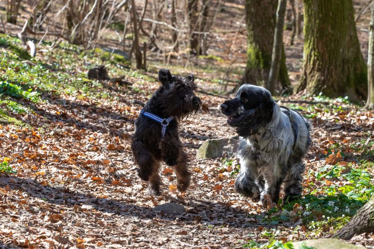 Huggormssäsongen igång: hundar drabbas oftast