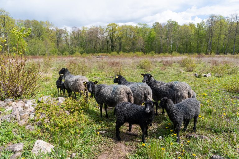 Betesfeber ökar – veterinärer efterlyses i nytt forskningsprojekt