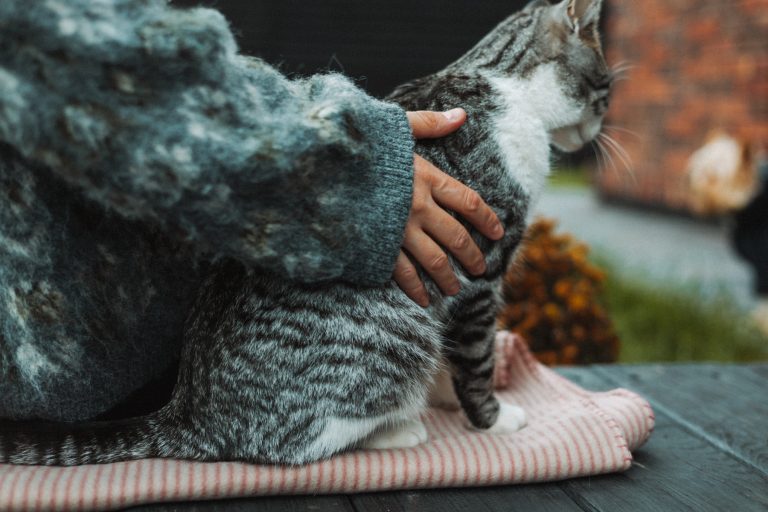 Diabetes hos katt kräver individanpassade beslut