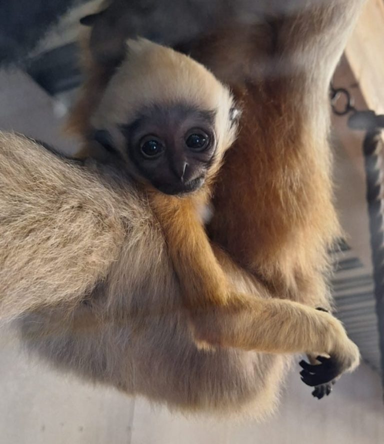 Hotad gibbonunge född – viktigt tillskott i bevarandearbete