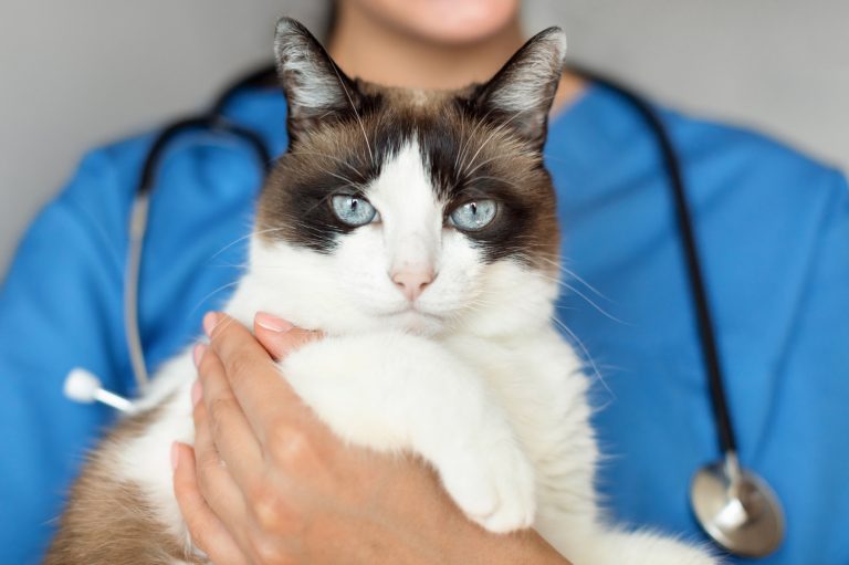 Fler försäkrade katter – ökad tillgång till djursjukvård