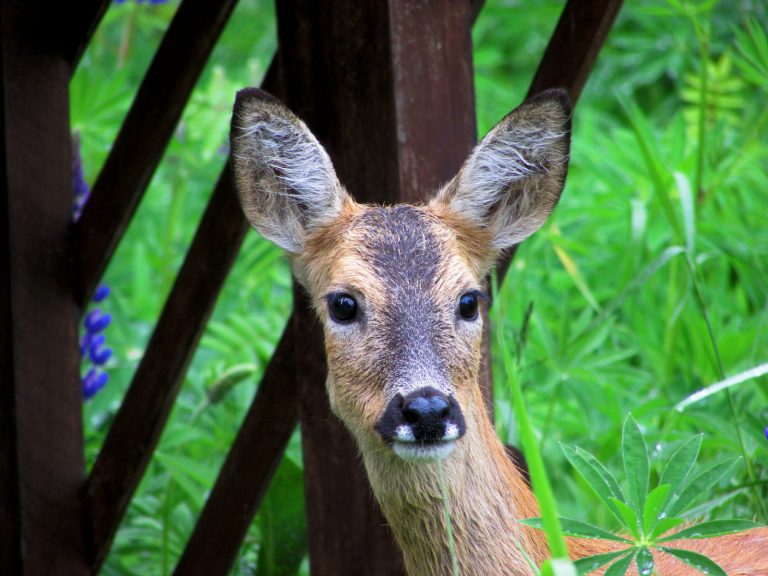 Studie om stora magmasken går vidare – fokus på smitta från vilda idisslare