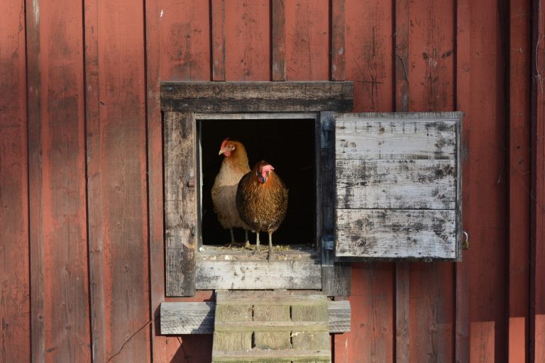 Fågelinfluensa: restriktioner slopas – men smittrisken kvarstår