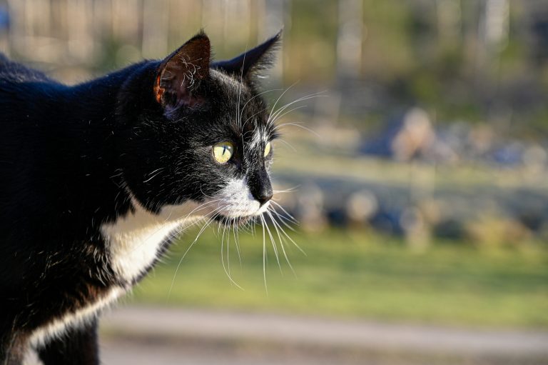 Vanliga myter försvårar smärtbedömning hos hund och katt