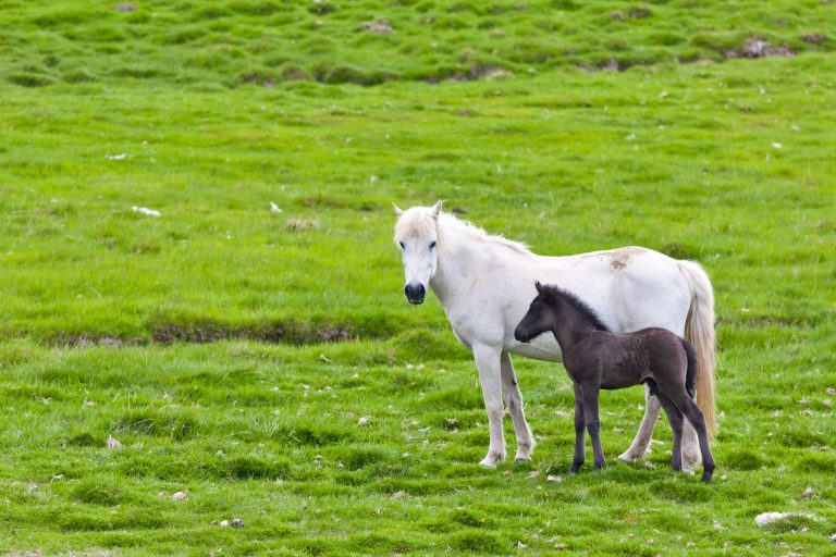 Fel remiss ger högre kostnad i CEM-projekt – SVA går ut med uppmaning