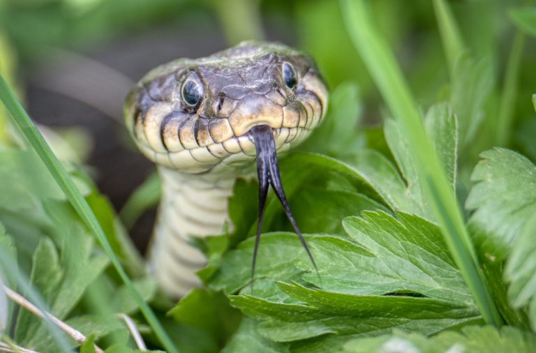 SVA vill ha fler rapporter – oro för sjukdomar hos ormar och grodor