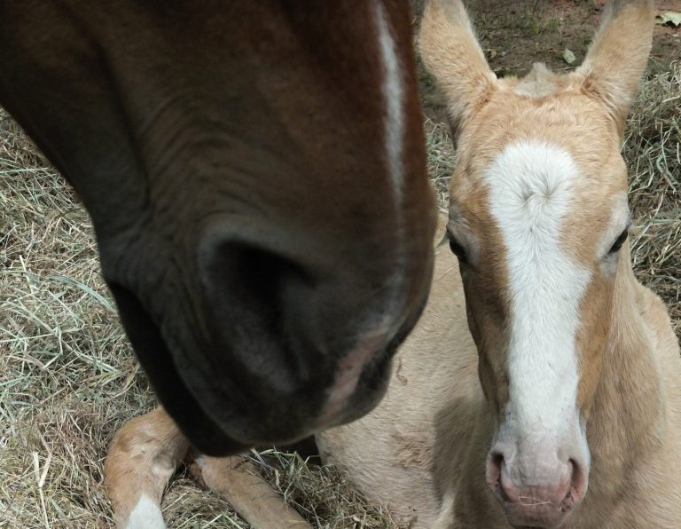 Tre vanliga fölsjukdomar – så kan de upptäckas i tid