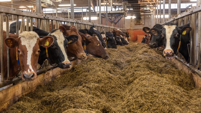 Mycket låga halter av PFAS i svensk mjölk
