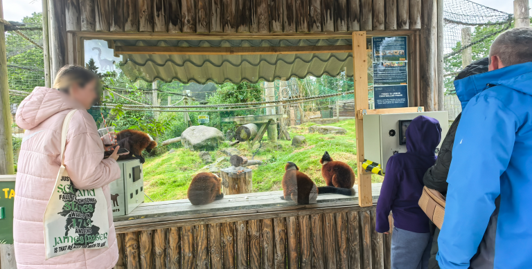 Ny teknik låter djur och människor dela upplevelser – kan stärka djurvälfärden