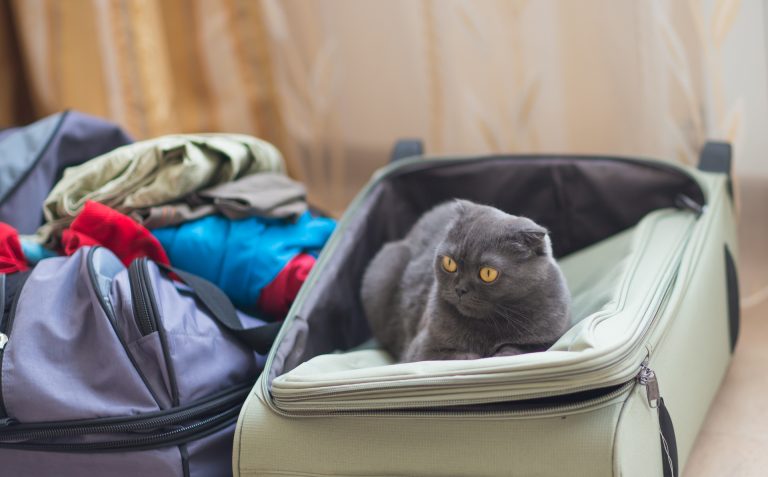 Nya regler för sällskapsdjurspass och resor med hund, katt och iller