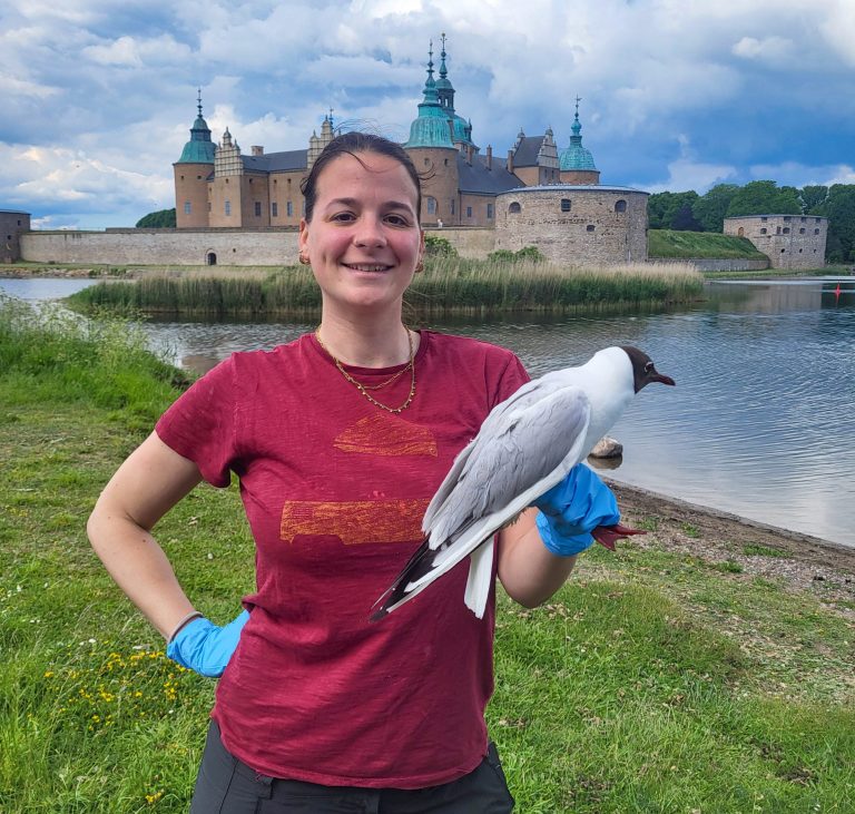 GPS-märkta måsar gav unik bild av fågelinfluensans effekter