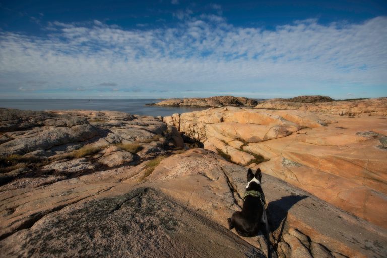 Undersökning: 94 procent tar med hunden på semestern