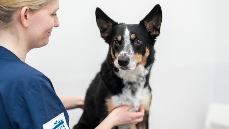 Evidensia lanserar abonnemang för förebyggande djurhälsa