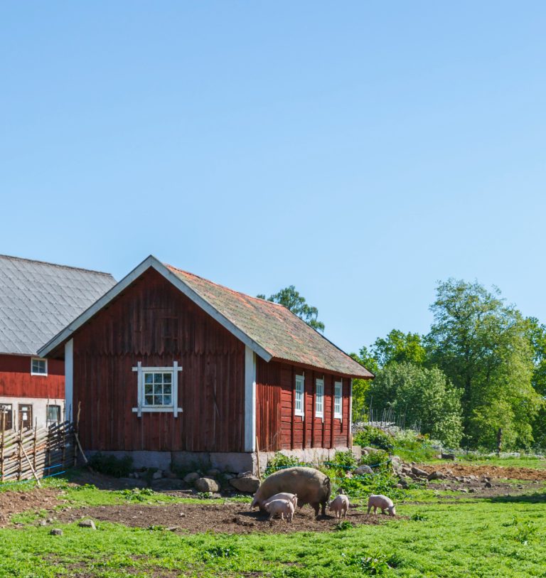 Kan mer rörelse som smågris ge starkare ben?