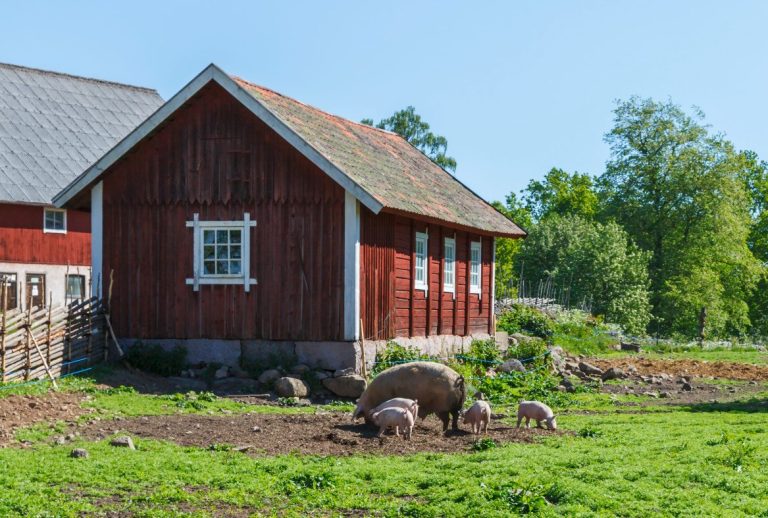 Kan mer rörelse som smågris ge starkare ben?