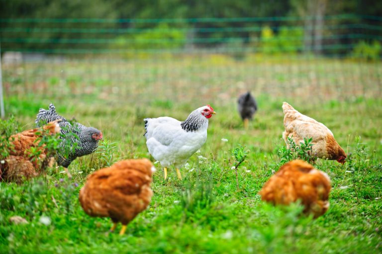 Resistens vanligare hos icke-kliniska E. coli – trots låg antibiotikaanvändning