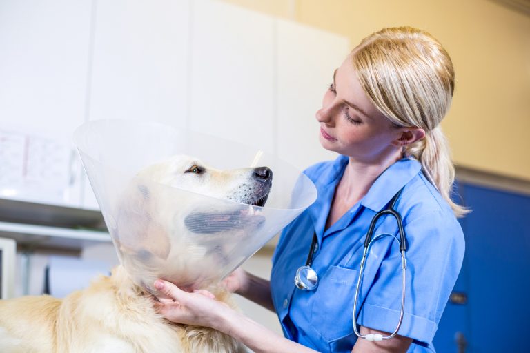 Agria: Hälsoskäl allt viktigare vid kastration av hund