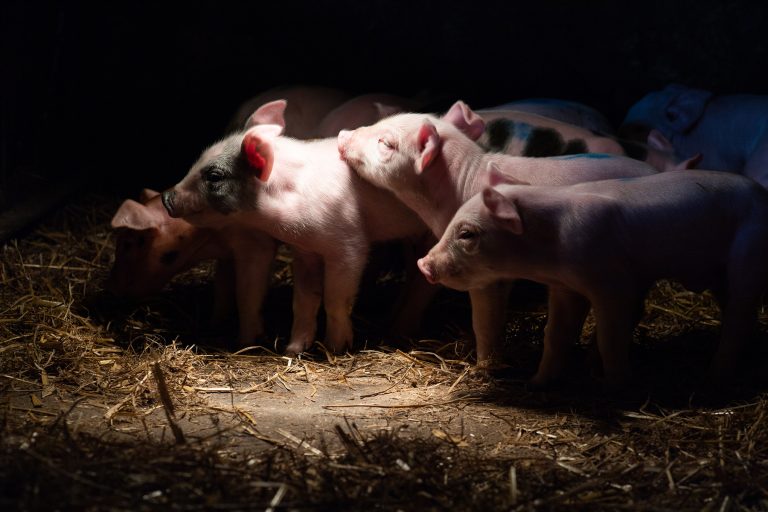 Låg antibiotikaresistens hos svenska djur men grisarnas tarmsjukdomar utmanar
