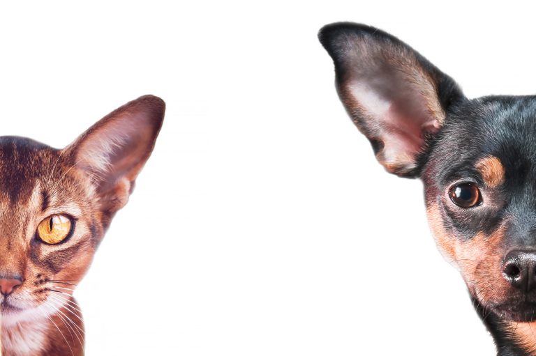 Nya EU-regler för hund och katt – så kan svenska veterinärer påverkas