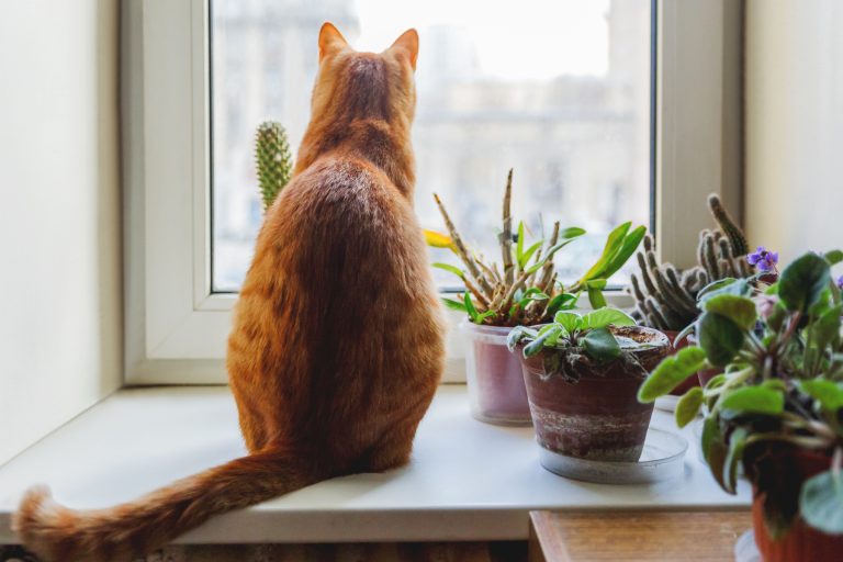 Var tredje katt lämnas ensam mer än fem timmar om dagen