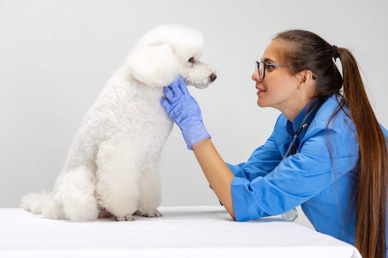 Ny satsning ska ge veterinärer verktyg mot arbetsrelaterad stress
