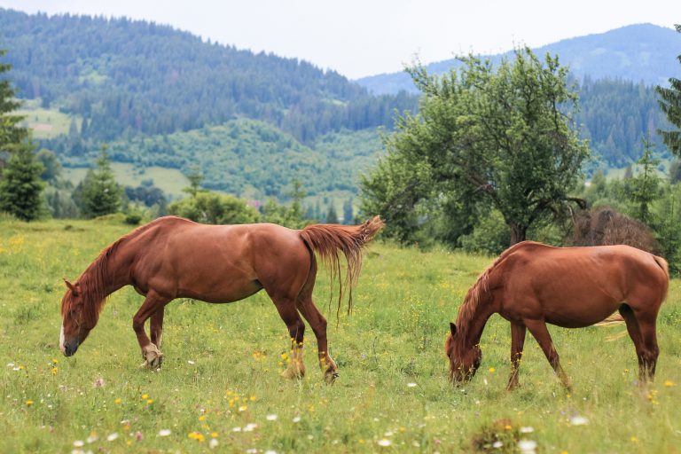 Flera hästar smittade med West Nile-virus i Nederländerna