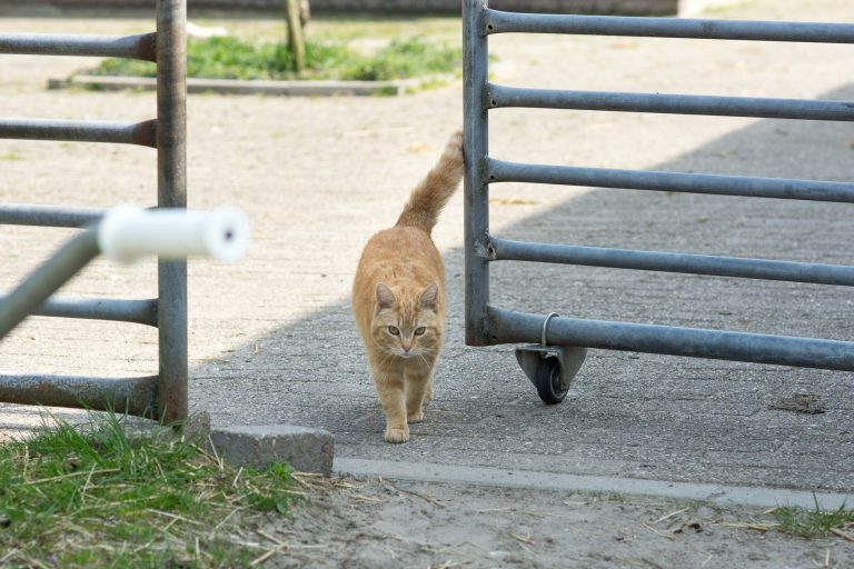 Närhet till mjölkgård kopplades till H5N1-antikroppar hos katt