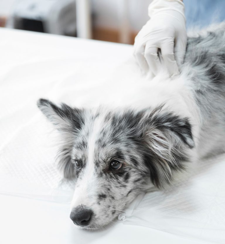 Svenskt cancerläkemedel visar lovande resultat hos hund