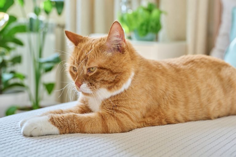 Nya riktlinjer för njursjukdom hos katt – större fokus på tidig upptäckt