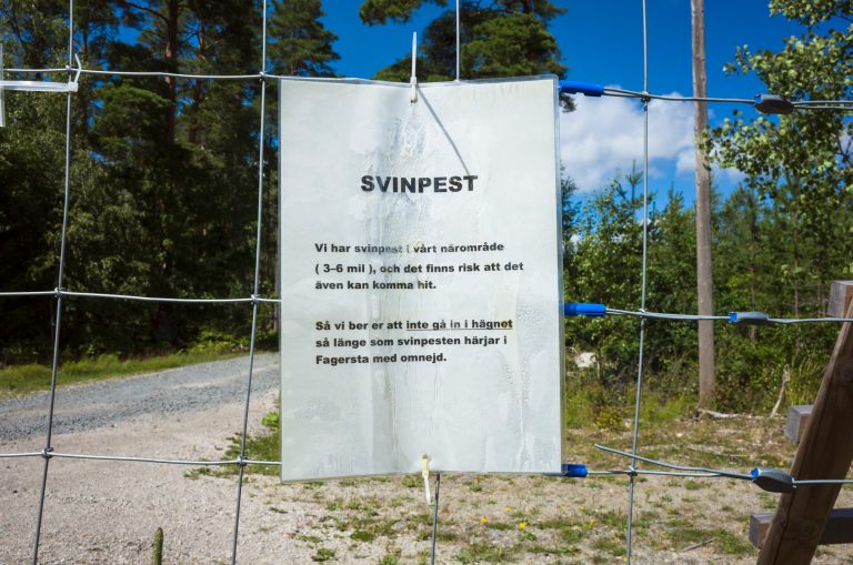 Minst 151 miljoner för svenska ASF-utbrottet