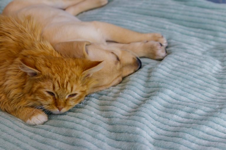Resistenta Klebsiella-stammar hos hund och katt överlappar med humana stammar