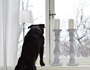 Drygt hälften av hund- och kattägarna i en ny Novusundersökning oroar sig för att djuret ska känna sig ensamt eller uttråkat när det lämnas hemma. Foto: Mostphotos