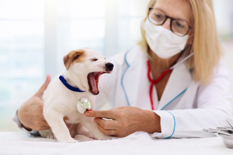 Probiotika och fibrer visar lovande resultat vid kronisk tarmsjukdom hos hund