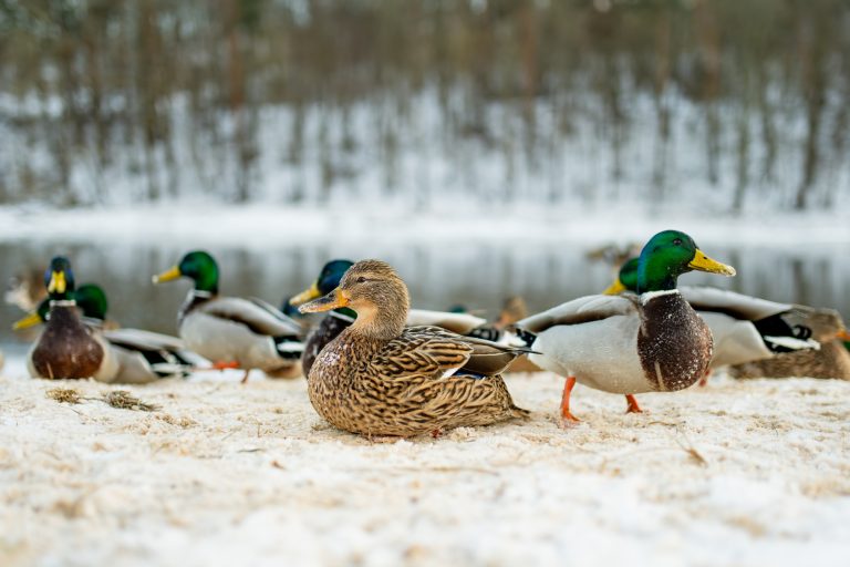 Vilda vattenfåglar och stora besättningar kopplas till fågelinfluensa