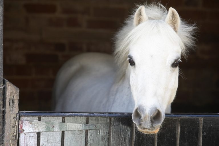 Stort utbrott av misstänkt botulism på häst i Skåne