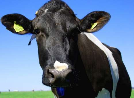 Djurskyddsföreningen donerar 3,2 Mkr till SLU för forskning på kor