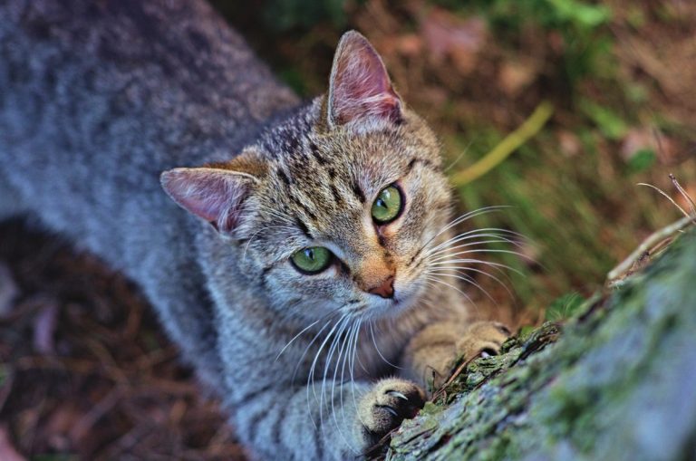 Katter: Agria har kartlagt de vanligaste diagnoserna