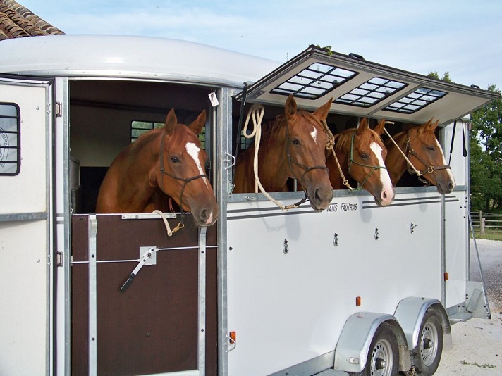 Nya EU-riktlinjer för hästtransporter