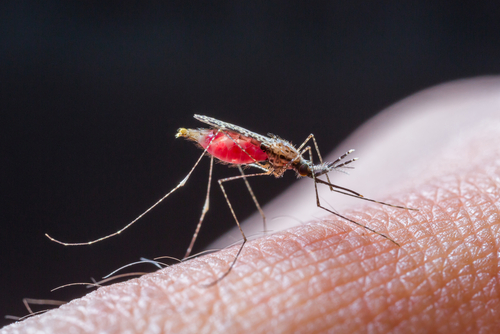 Bakteriefloran avslöjar malariamyggans liv
