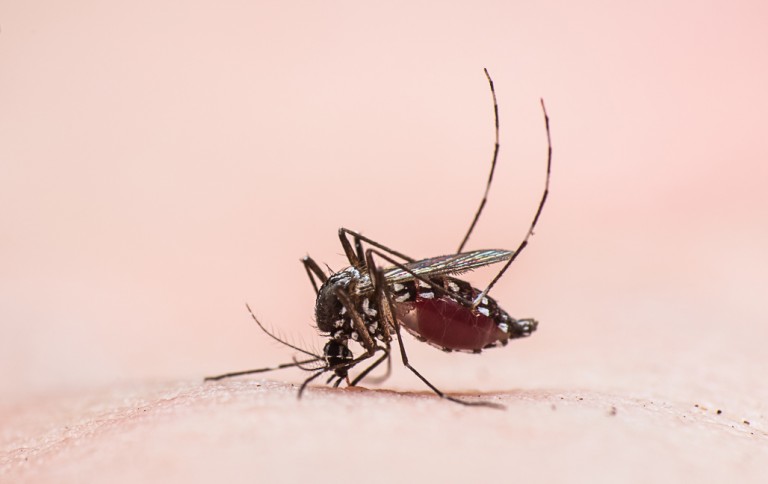 Samordnad kamp mot myggor och fästingar