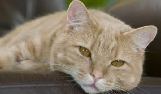 AMH i serum visar om katten är kastrerad